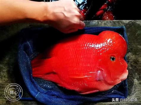 財神鸚鵡魚